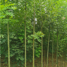 苗圃供應 苦楝樹 環境優越 苗木資源雄厚