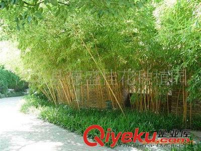 供應德盛桂花園林優質綠化竹苗一級紫竹 工廠綠化 小區綠化專用-沭陽縣德盛桂花種植園提供供應德盛桂花園林優質綠化竹苗一級紫竹 工廠綠化 小區綠化專用的相關介紹、產品、服務、圖片、價格沭陽縣德盛桂花種植園、綠化苗木;盆景培植;銷售;種子;草坪;喬木;早籽;花木