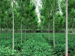 速生白蠟專業供應商 速生白蠟種植-山東淄博增盛苗木中心提供速生白蠟專業供應商 速生白蠟種植的相關介紹、產品、服務、圖片、價格速生白蠟、山東扶芳藤球、扶芳藤球種植、山東白皮松、山東西府海棠、山東速生白蠟、