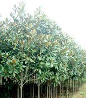 各類規(guī)格的籽播直生廣玉蘭[供應(yīng)]_綠化苗木_世界工廠網(wǎng)中國(guó)產(chǎn)品信息庫