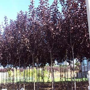 供甘肅連翹花苗和蘭州紫葉稠李苗產(chǎn)品圖片,供甘肅連翹花苗和蘭州紫葉稠李苗產(chǎn)品相冊(cè) - 蘭州興隆樹苗苗木種植廠