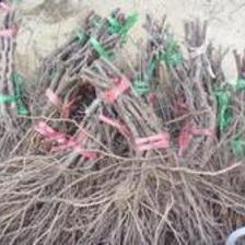 供應【盧龍明杰葡萄苗木巨峰葡萄苗批發】葡萄苗木廠家圖片_高清圖_細節圖-盧龍縣明杰葡萄樹苗種植場 -