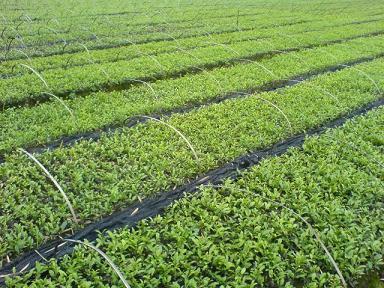 名山蜀超苗木 商鋪 zhangtao3418.b2b.you