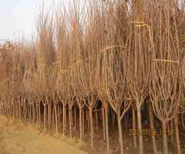 苗木產(chǎn)品|黎昌園林綠化工程