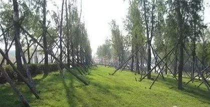 筑邦學(xué)堂 園林景觀苗木應(yīng)用 地被植物