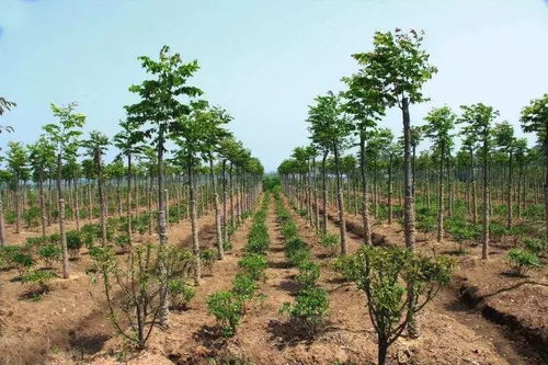 對(duì)當(dāng)今苗木行業(yè)現(xiàn)狀及發(fā)展行情有何應(yīng)對(duì)措施 哪些苗木將大受歡迎