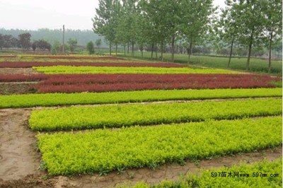 苗木播種育苗的發(fā)育特點(diǎn)及其管理