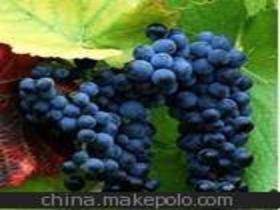 優(yōu)質(zhì)葡萄苗木供應(yīng)商,價(jià)格,優(yōu)質(zhì)葡萄苗木批發(fā)市場 