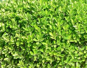 成活率高的園林綠化苗木 價格合理的綠化苗木彥霞花卉苗木供應(yīng)