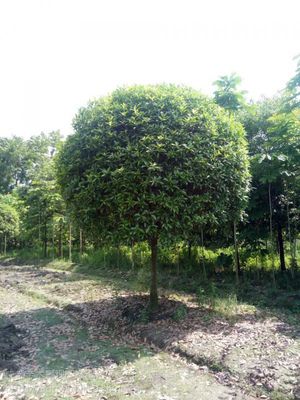 【直徑13公分高分枝桂花,精修剪蘑菇型桂花苗木,行道樹工程苗桂花圖片】直徑13公分高分枝桂花,精修剪蘑菇型桂花苗木,行道樹工程苗桂花圖片大全