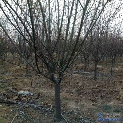 【2018海棠苗新品種垂絲海棠廠家批發(fā)】泰安高新區(qū)旺運苗木中心 - 產品庫