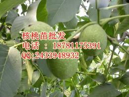 核桃 批發(fā)供應信息 核桃 批發(fā)批發(fā) 核桃 批發(fā)價格 找核桃 批發(fā)產品上