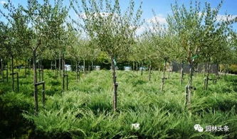 如何制定2019年苗木生產(chǎn)計劃