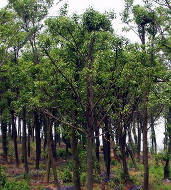 【紅果冬青供應|經(jīng)營綠化苗木,承接綠化工程&hellip;蕭山寧圍苗木直銷商鋪