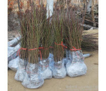 映雪紅桃樹苗產品信息