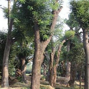 陜西國槐小苗家園苗木培育基地直接供應(yīng)_農(nóng)副產(chǎn)品_世界工廠網(wǎng)