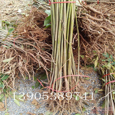 【香椿樹苗多0.7香椿苗批發(fā)廠家香椿苗有賣1公分香椿】泰安乾佑源苗木專業(yè)合作社 - 產(chǎn)品庫