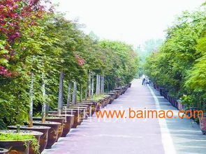 安徽金葉女貞球精品 安徽金葉女貞球批發安徽 金葉女貞球苗圃, 安徽金葉女貞球精品 安徽金葉女貞球批發安徽 金葉女貞球苗圃生產廠家, 通透性良好