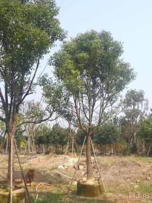 【全冠香樟袋苗供應、種植基地直銷、價格實惠】綠化苗木,價格,廠家,供應商,花木,龍海市東泗興輝園藝場 - 產品庫