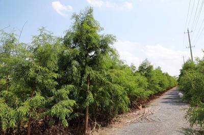 【大豐中山杉苗木基地圖片】大豐中山杉苗木基地 - 鹽城市大豐區(qū)世博林業(yè)專業(yè)合作社