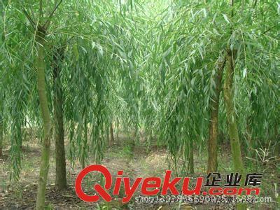 大量黃垂 黃皮垂柳供應(yīng) 10萬棵垂柳小苗-濟(jì)寧御森綠化苗木提供大量黃垂 黃皮垂柳供應(yīng) 10萬棵垂柳小苗的相關(guān)介紹、產(chǎn)品、服務(wù)、圖片、價格濟(jì)寧御森綠化苗木、國槐;北欒;白蠟;法桐;大葉女貞;皂角;西府海棠;紫葉李;合歡;垂柳