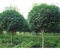 【苗圃直銷彩葉草彩葉草種子供應(yīng)各種多年生草本植物量大從優(yōu)】沭陽縣妙弋園林綠化苗木場 - 產(chǎn)品庫