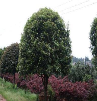 供應(yīng)湖南綠化苗木花木桂花湖南瀏陽花木苗木桂花四季紅苗木桂花