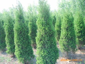 供應(yīng) 等綠化苗木