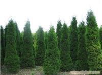 找上海苗木-上海苗木批發-上海苗木價格-上海苗木基地的上海園林綠化苗木報價價格、圖片、詳情,上一比多_一比多產品庫