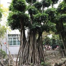 【造型小葉榕供應、基地直轄、造型優美】綠化苗木,價格,廠家,供應商,花木,龍海市東泗興輝園藝場 - 產品庫