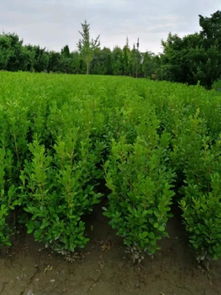 恭喜寧波陽光苗木園入駐苗木通平臺 致力于精品苗木種植