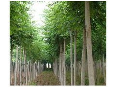 10公分平頭白蠟-2年冒-冠幅3米-樹干直。|林木種子|綠化苗木|供應(yīng)信息|597苗木網(wǎng)