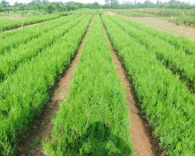 濰坊價(jià)位合理的側(cè)柏樹苗&middot;廠家直銷--優(yōu)質(zhì)側(cè)柏樹苗價(jià)格走勢(shì)圖片|濰坊價(jià)位合理的側(cè)柏樹苗&middot;廠家直銷--優(yōu)質(zhì)側(cè)柏樹苗價(jià)格走勢(shì)產(chǎn)品圖片由山東側(cè)柏苗木繁育基地公司生產(chǎn)提供-