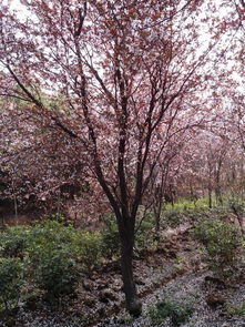 安徽嫁接紅葉李,紫葉李,紅葉桃,安徽嫁接紅葉李,紫葉李,紅葉桃生產(chǎn)廠家,安徽嫁接紅葉李,紫葉李,紅葉桃價(jià)格