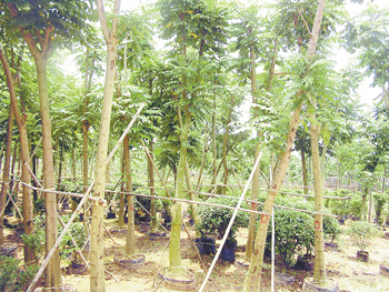 苗鄉(xiāng)掃描--中山:苗木生產(chǎn)緊跟需求走 - 花卉報(bào)新聞 - 中國花卉網(wǎng)