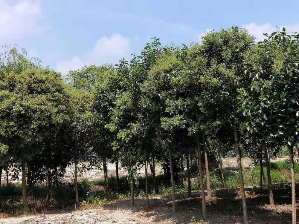 東臺7公分大葉女貞苗東臺新街7cm大葉女貞苗木價格