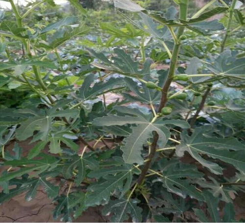 興安瑪依斯陶芬無花果樹苗基地 煜爍苗木