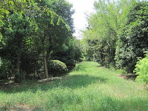 蘇州苗木批發 苗木批發價格,蘇州苗木批發 苗木批發價格生產廠家,蘇州苗木批發 苗木批發價格價格