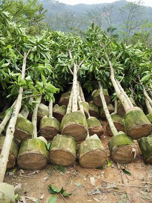 廣東省普寧市榕新苗木