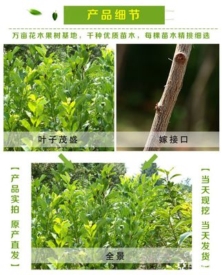 泰安李子樹苗價格及品種規格詳解：以1公分、2公分恐龍蛋李子樹苗為例