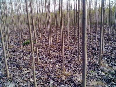 紅豆杉種子沙藏技術(shù)研究