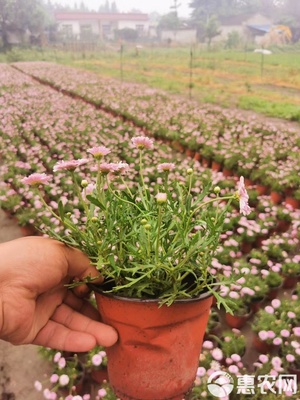 園林綠化優(yōu)選 瑪格麗特工程苗基地直銷，高品質(zhì)苗木待售