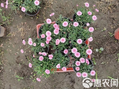 瑪格麗特花苗木基地直銷 高品質(zhì)工程苗，私享優(yōu)惠報價