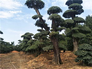 科研成果推動精品苗木產(chǎn)業(yè)發(fā)展