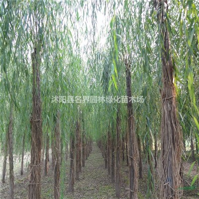 沭陽縣名界園林綠化苗木場 專業(yè)苗木供應(yīng)與綠化服務(wù)