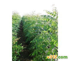 綠化苗木的選擇與養(yǎng)護(hù)要點