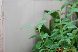 供應聯手優質石榴苗木 平邑縣聯手金銀花苗木種植專業合作社的指導與選擇