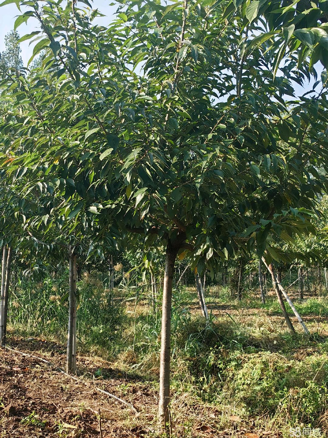 棗莊58同城 高效便捷的苗木交易平臺(tái)，助力綠色產(chǎn)業(yè)發(fā)展