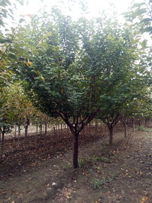 山東泰安和正苗木專業(yè)合作社 綠化苗木價(jià)格解析與選購指南